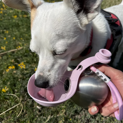 NoMoreOopsies Dog Water Bottle with Bowl